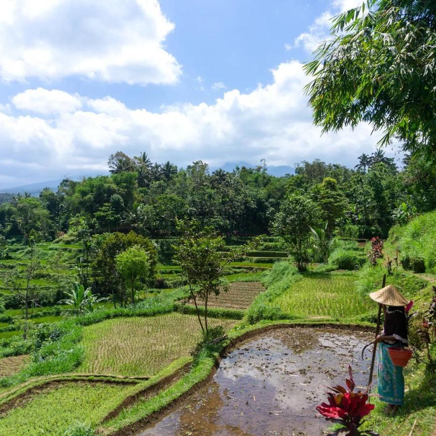Tetebatu Mountain View Homestay Dış mekan fotoğraf