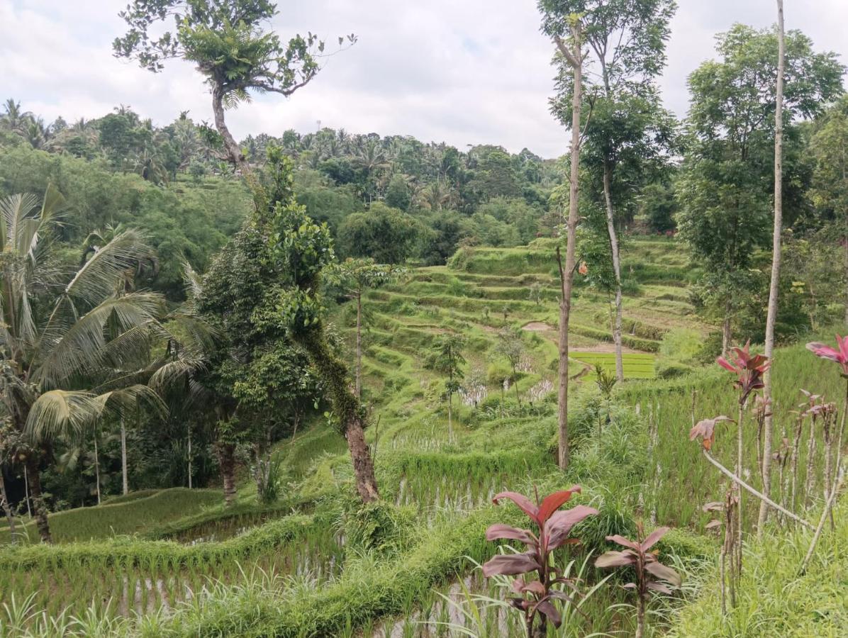 Tetebatu Mountain View Homestay Dış mekan fotoğraf